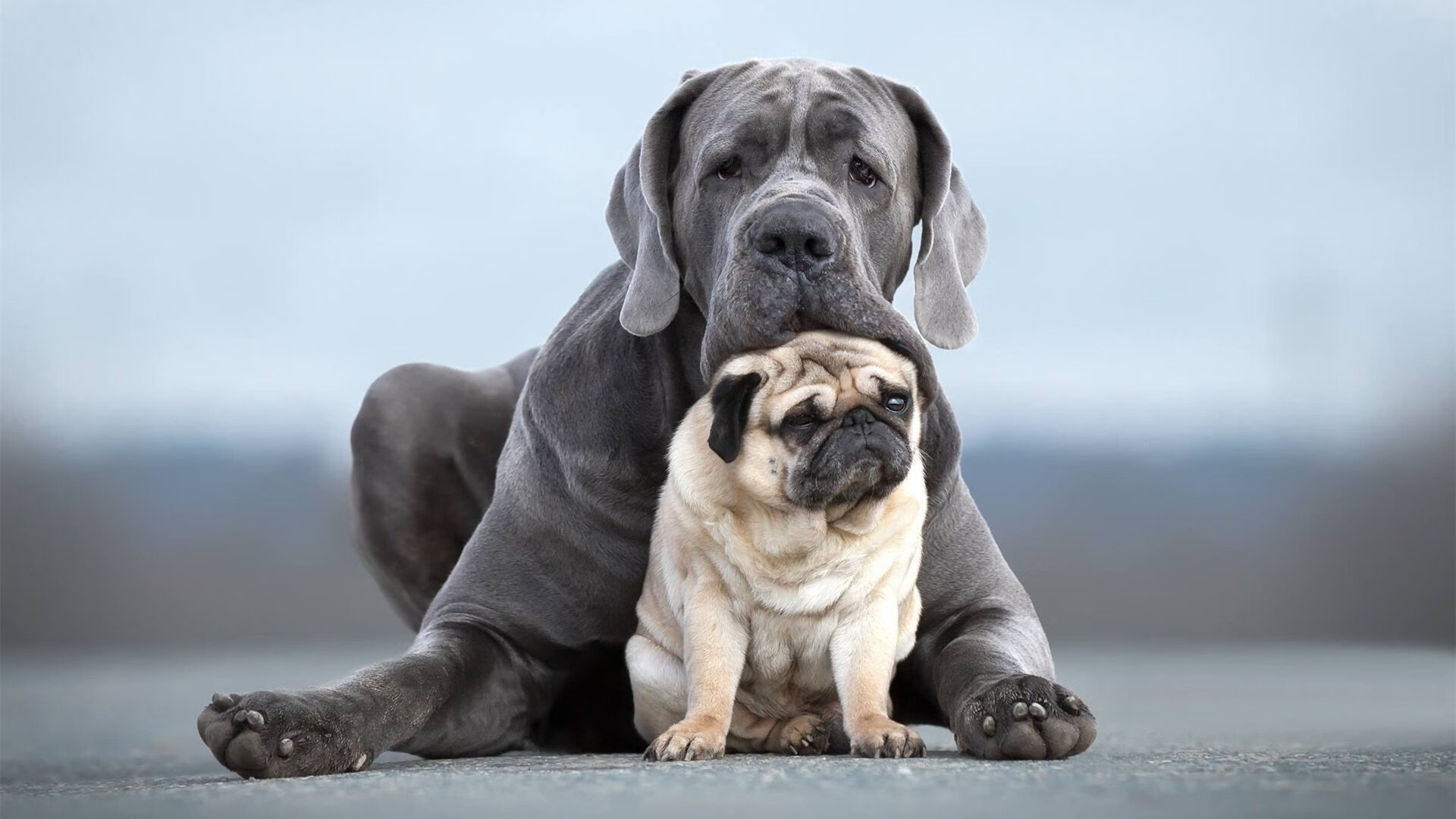 开云体育中国-四节鏖战定乾坤！恩比德爆发难救主，猛龙最后时刻逆转快船纪实
