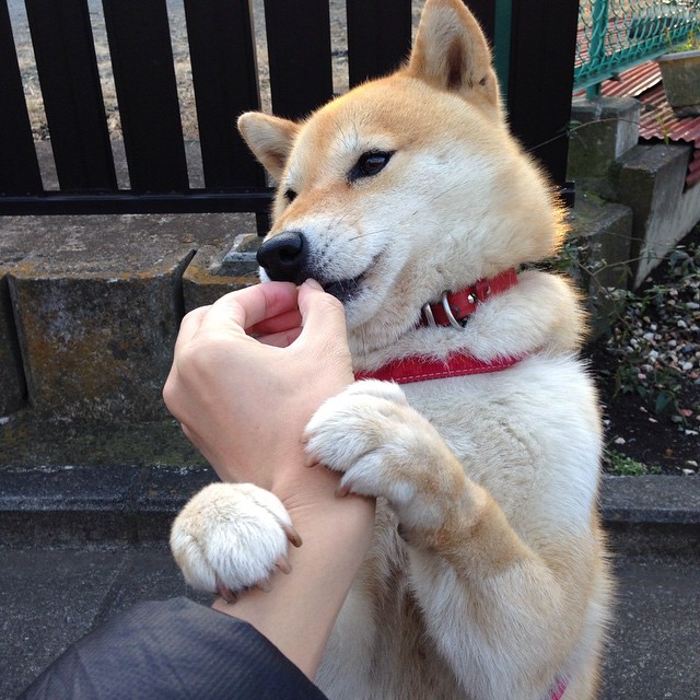 开云sport-绿茵风暴，2026世界杯焦点战，多特蒙德战术系统如何完全压制佛罗伦萨