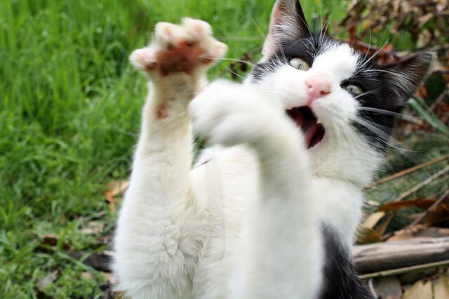 开云体育app-关键先生莱万一锤定音！土耳其惊险逆转阿尔及利亚