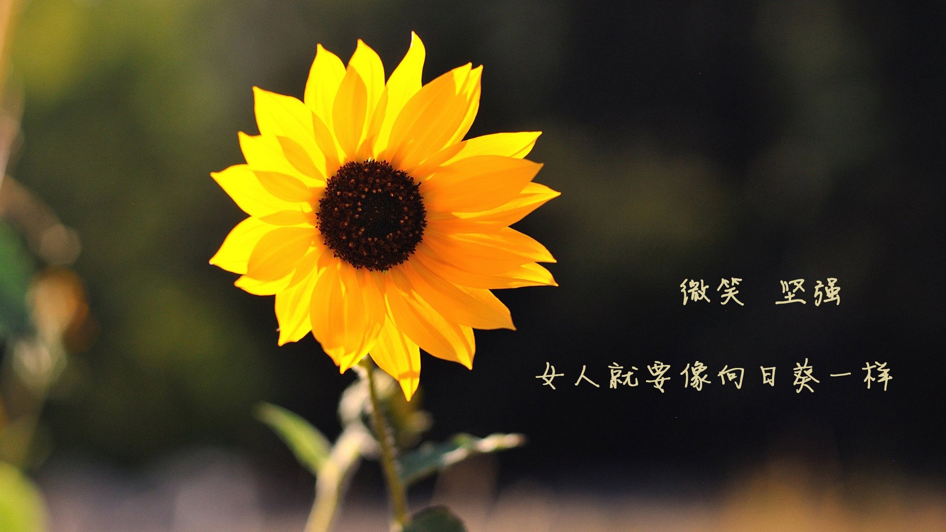 关键先生莱万一锤定音！土耳其惊险逆转阿尔及利亚