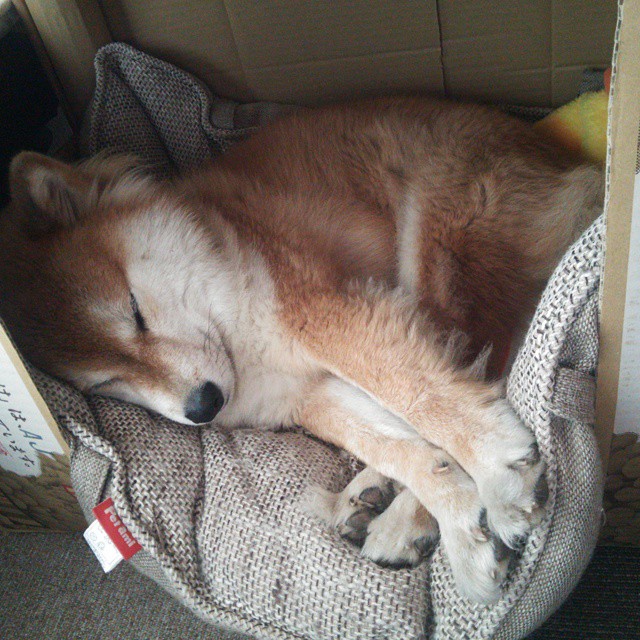 唯一的光,在罗马上空,赖斯用实力撕碎所有质疑