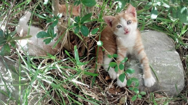 篮球哲学的对决，当马刺遇见吉林，锡安成为东西方文明的翻译官