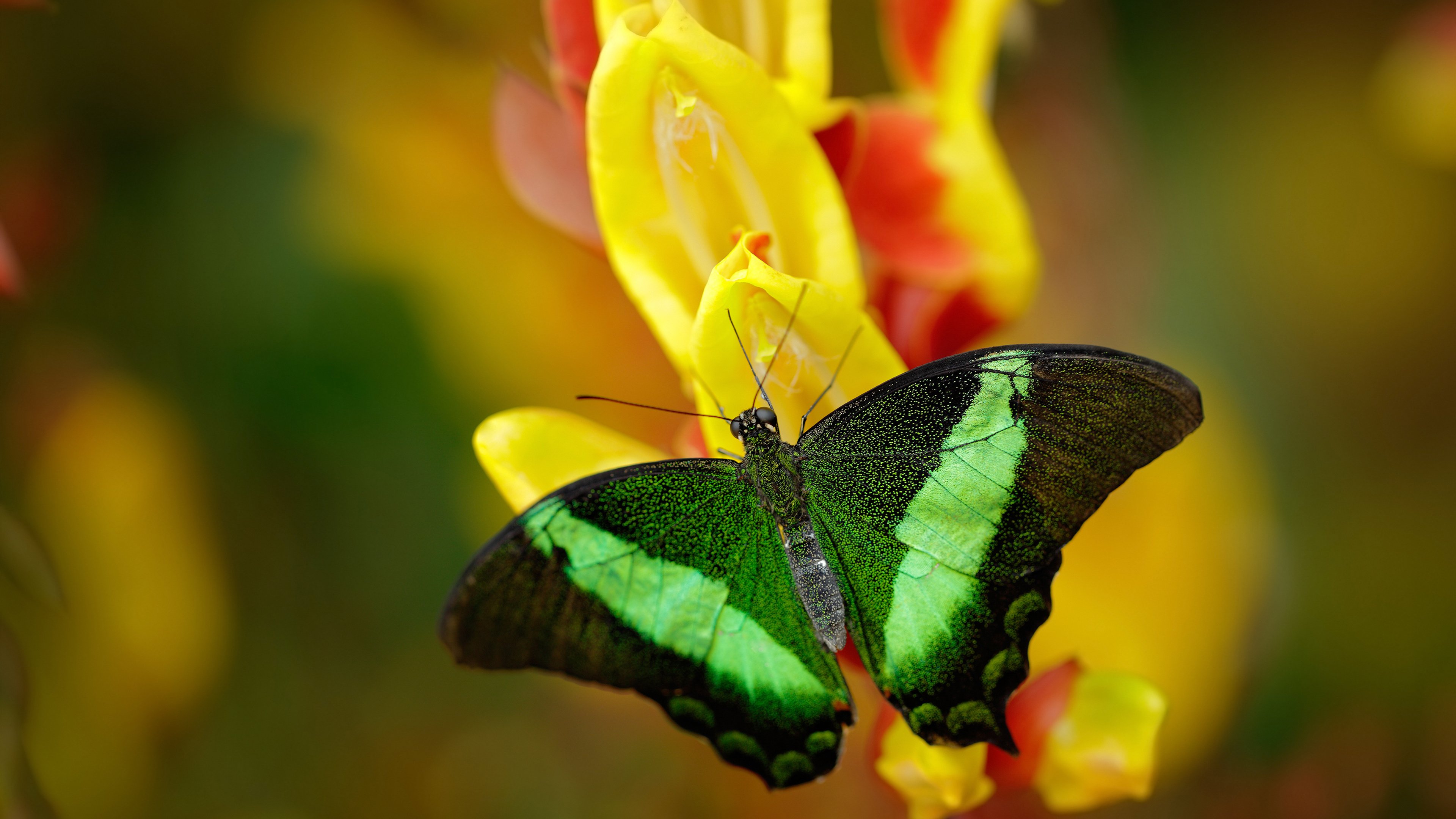 逆转的史诗，独行侠抢七生死战中的智慧与血性