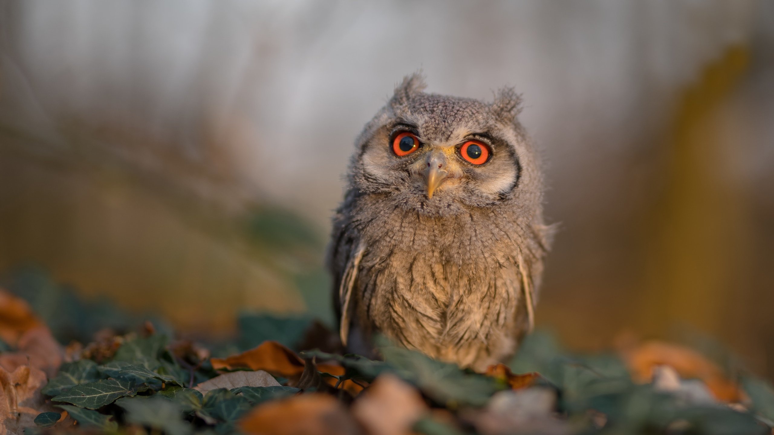 风暴眼,当奥利维耶单节席卷赛场,英格兰如何用十分钟击碎波兰