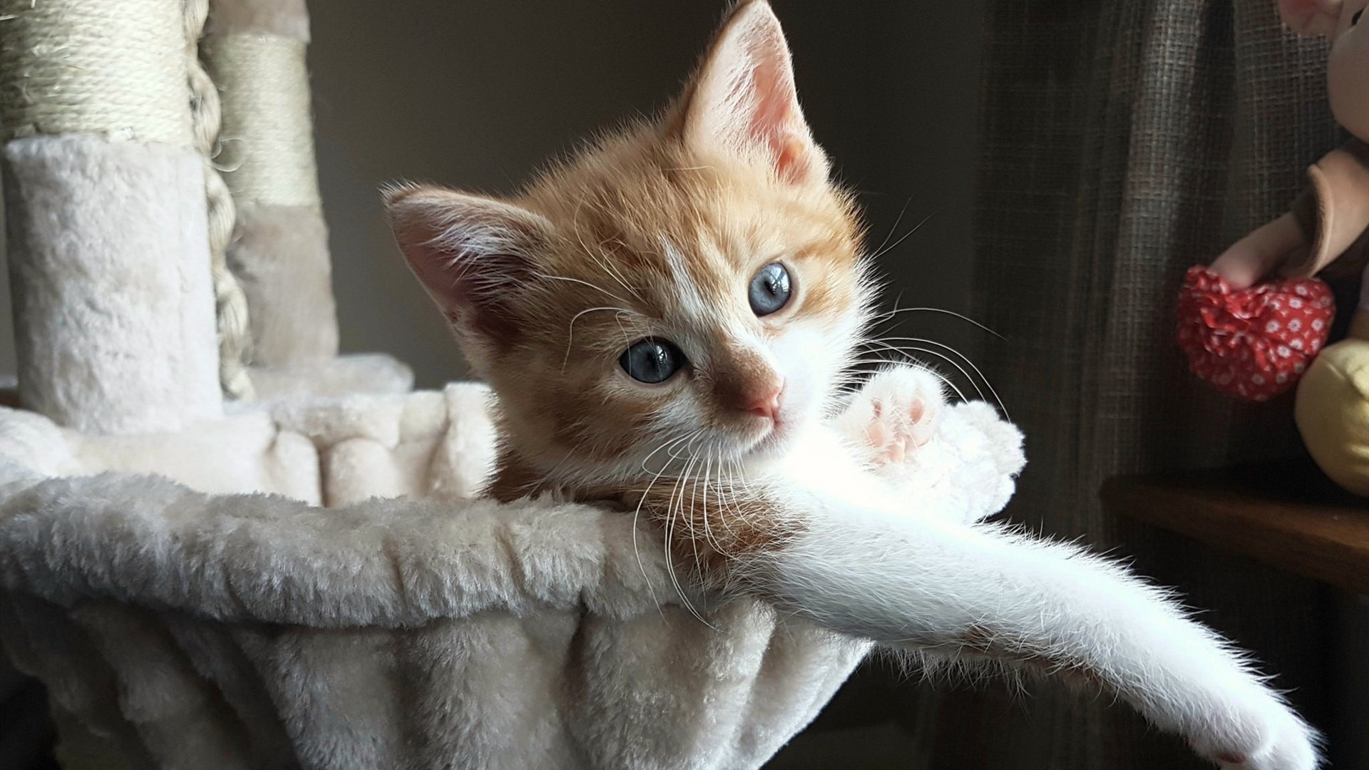 新星撕裂洛城夜空,切特20+10+5帽打穿快船,湖人宣告内线霸权回归