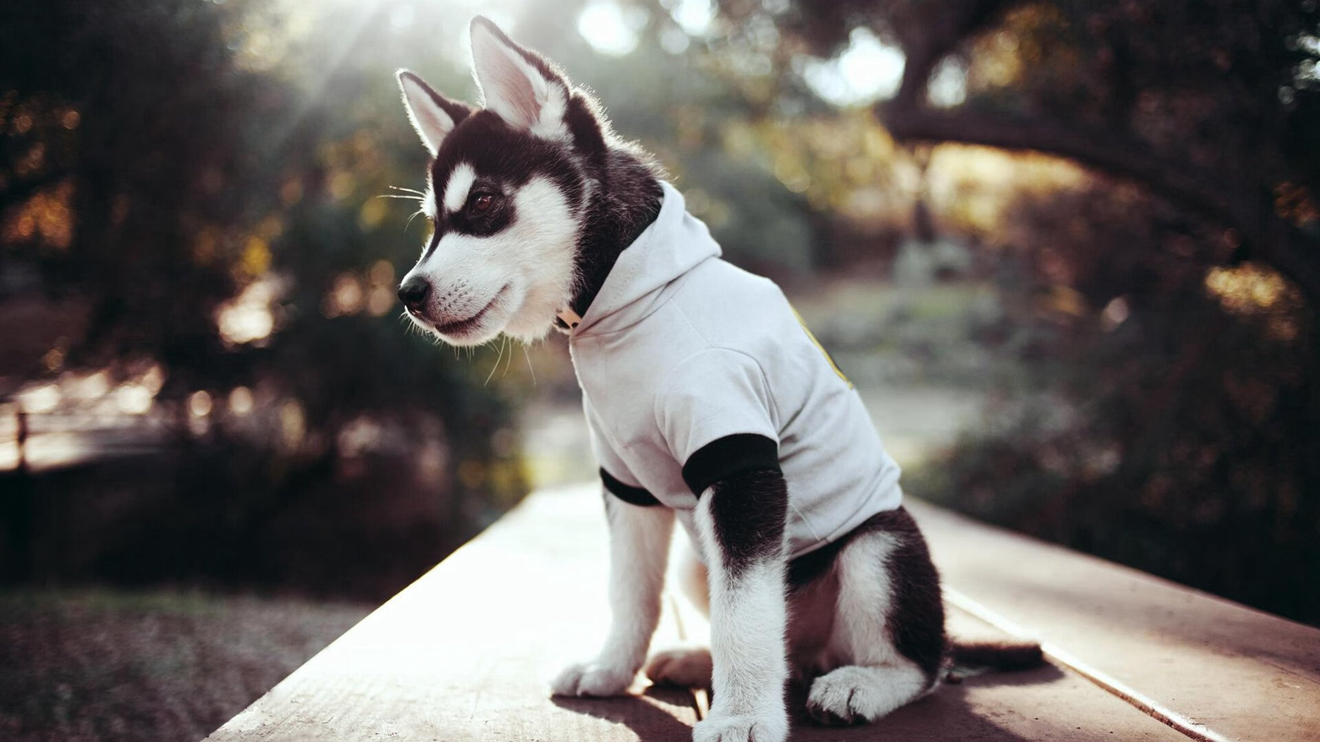 开云sport-NBA总决赛的绿色奇迹，当爱尔兰国王统治美利坚