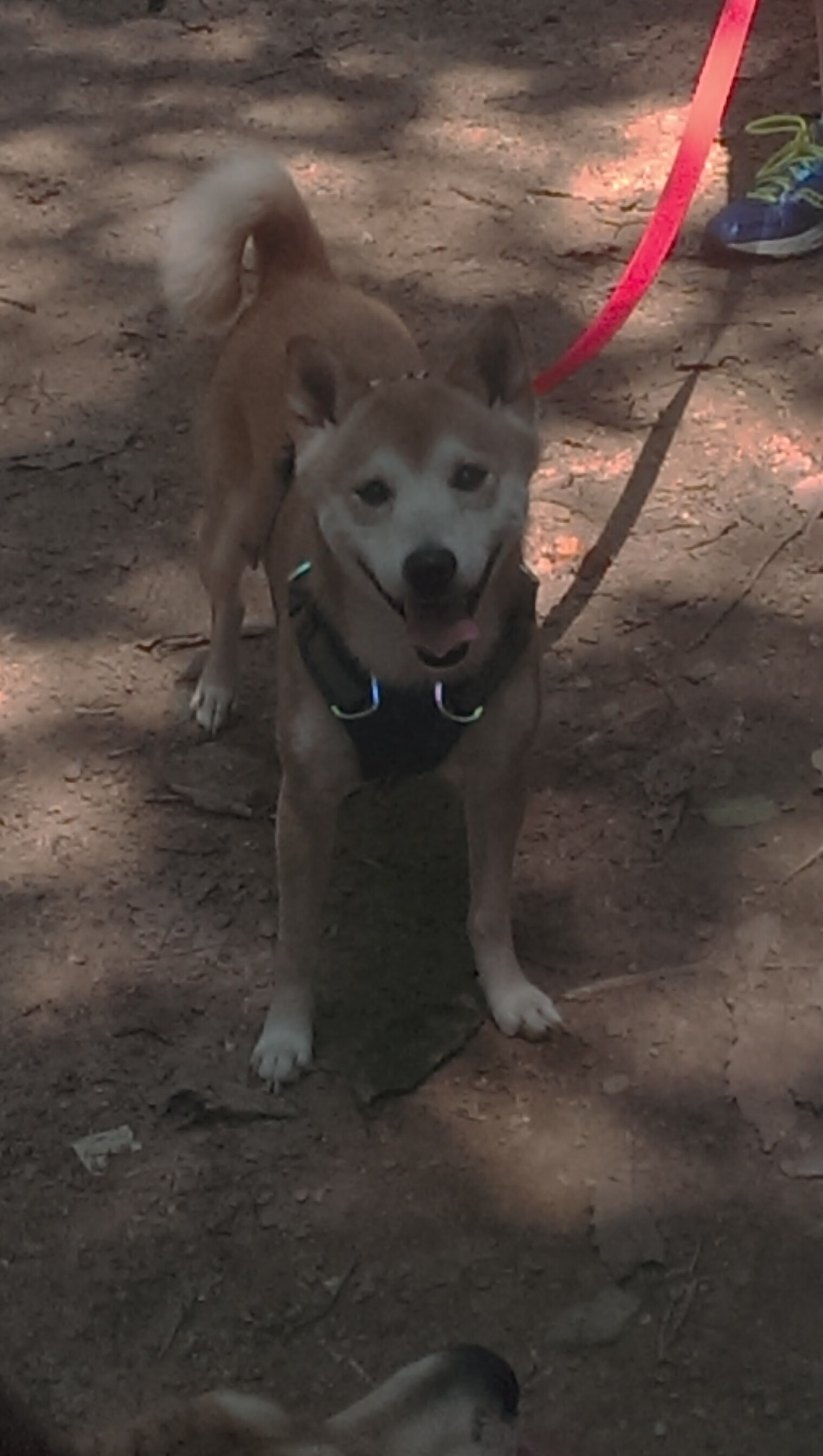 当世界以为只是序章,班凯罗把总决赛之夜变成个人宣言