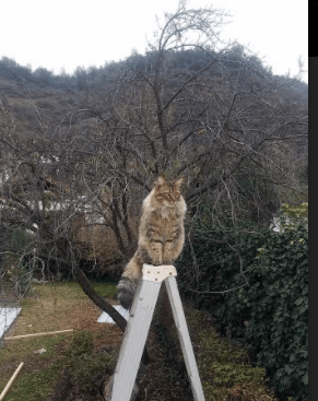 双星对决,当米切尔的孤星闪耀遇上湖人的银河舰队