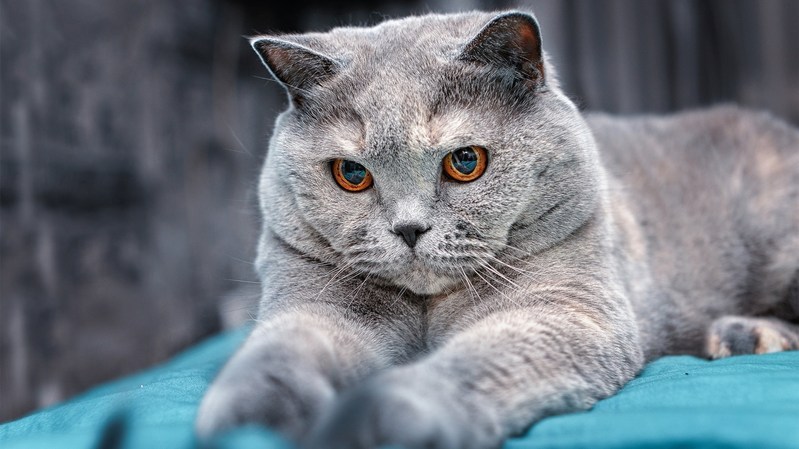 绿茵双幕剧，国家德比的硝烟与法兰西的绝杀黎明