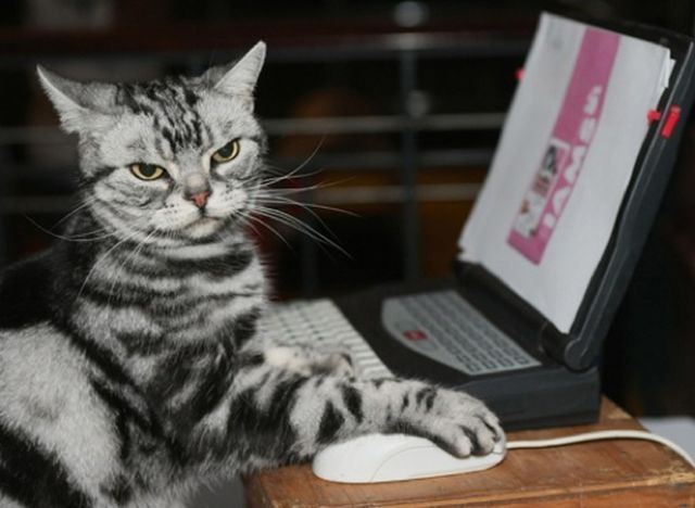 巨人碾过的麦田与一朵倔强的格桑花，当德国战车将郁金香碾为花泥，佩德里却为世界献上唯一的星芒