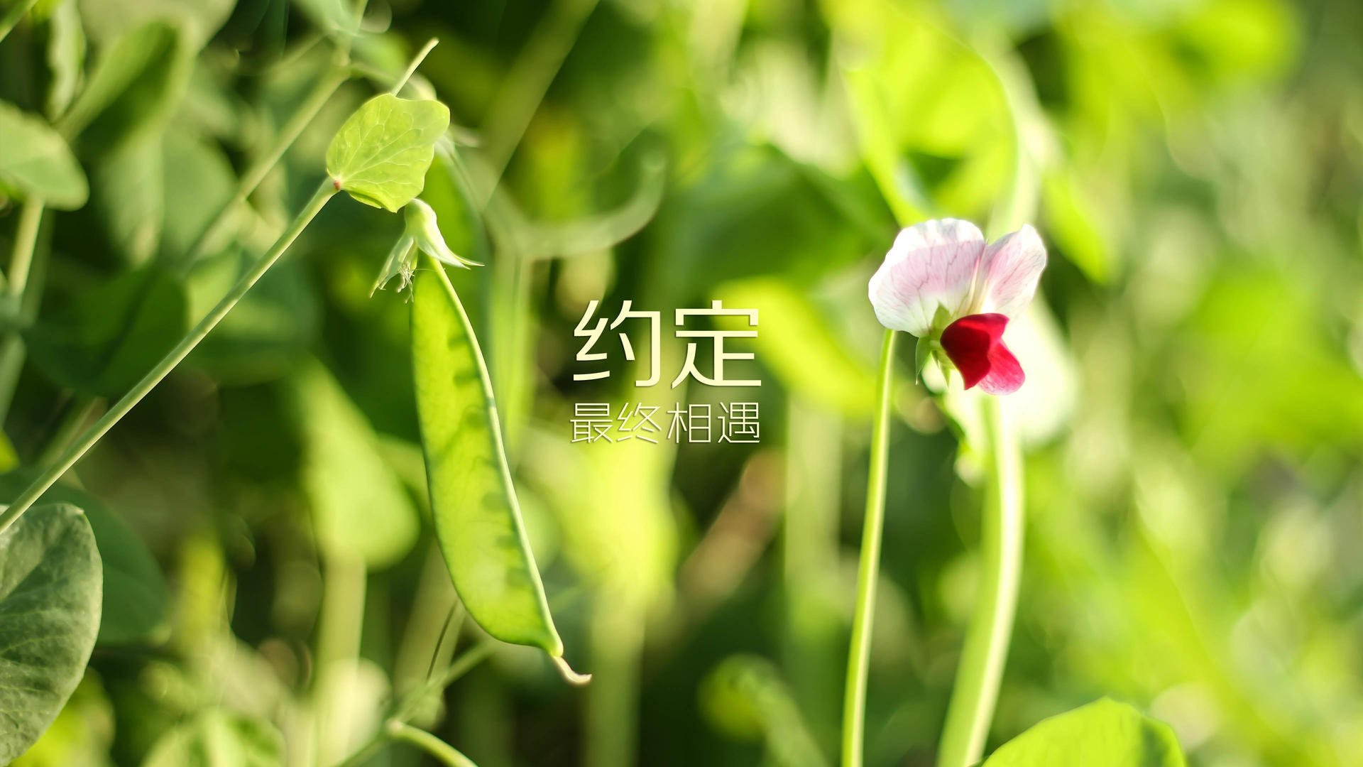 开云体育app-冻雨里的佛光，当泰国足球在世界杯D组用一场不可能的胜利，改写了强者逻辑的唯一性